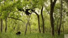chimps tree