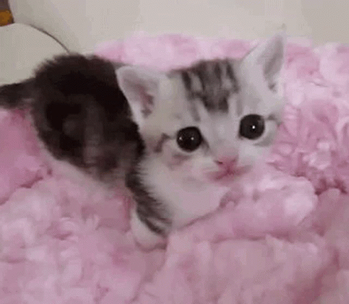 tiny-kitten-kitten-lick.gif