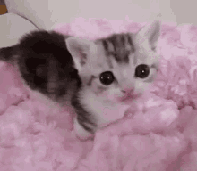 tiny kitten kitten lick kitten pink blanket baby kittie