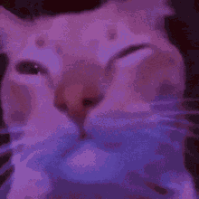 Peep The Cat Rave Cat GIF
