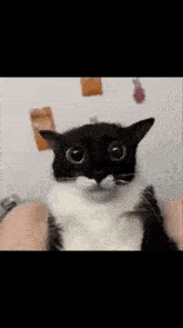a black and white cat with big eyes is sitting on a person 's lap looking at the camera .