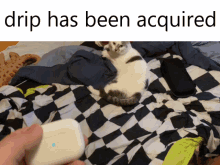 Bcj Coby Cat GIF - Bcj Coby Cat Drip Has Been Acquired GIFs
