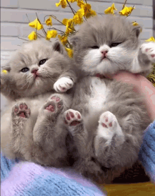 2cute Little Kittens GIF - 2cute Little Kittens GIFs