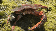 Red Rock Crab Crab GIF