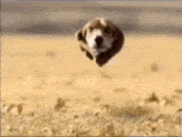 a dog is jumping in the air in a field