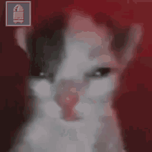 Epico Gato Distorsionado GIF
