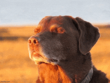 a close up of a dog 's face with its eyes closed and imgflip.com in the corner