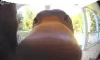 a close up of a dog 's nose with the website g.com visible in the corner