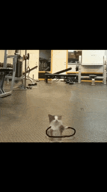Jumping Cat Gym GIF - Jumping Cat Gym Jumping Rope GIFs