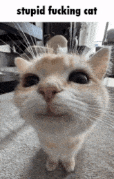 a close up of a cat with the words stupid fucking cat below it