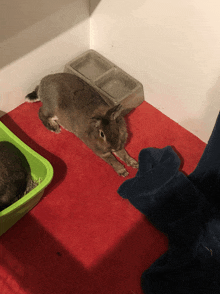 a rabbit is laying on a red mat next to a green litter box