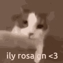 Rosa Ily GIF - Rosa Ily Goodnight GIFs