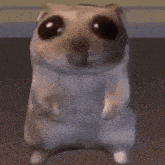 a hamster is standing on its hind legs and looking at the camera with big eyes .