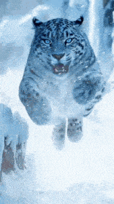 a snow leopard with blue eyes is jumping through the snow