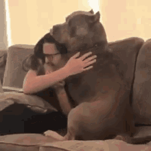 funny animals cute dogs comforting hug comfort