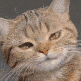 a close up of a cat with yellow eyes
