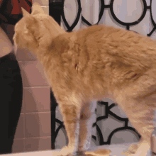 Meow Mittens GIF - Meow Mittens GIFs