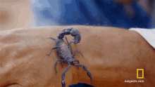 Scorpion Hazen Audel GIF - Scorpion Hazen Audel How To Solve The Scorpion Issue GIFs