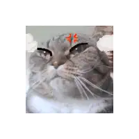 a close up of a cat 's face with an angry expression