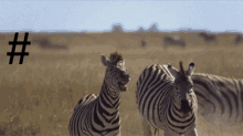 Zebra Rekt GIF - Zebra Rekt Get Rekt GIFs