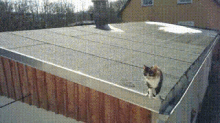 Cat Jump GIF