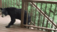 Bear Black Bear Bears GIF