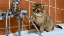 Cat Golden GIF - Cat Golden Water GIFs