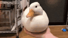 a person is holding a white duck with an orange beak in their hand .
