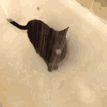 Black Cat Water GIF