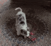 a black and white dog is playing with a red toy on a rug .