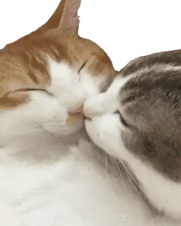 Kiss Gif Kiss Gif Couple Sticker - Kiss Gif Kiss Gif Couple Cat Kiss Stickers