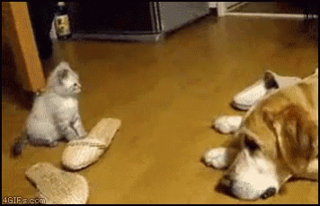 Funny Cat GIF - Funny Cat Jumps On Dog - Discover & Share GIFs Funny Cat GIF - Funny Cat Jumps On Dog - Discover & Share GIFs