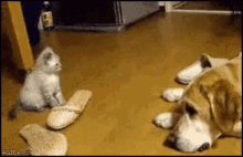 Funny Cat GIF - Funny Cat Jumps On Dog GIFs