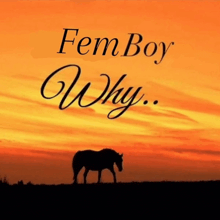 a picture of a horse with the words fem boy why