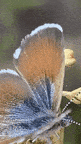 Western Pygmy-blue Butterfly GIF