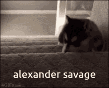 Dog Alexander GIF - Dog Alexander Savage GIFs