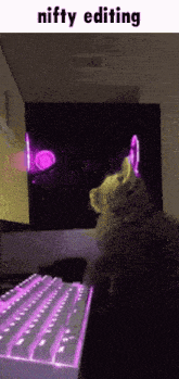 a cat sitting in front of a computer keyboard with the caption niffty editing written above it