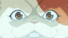 a close up of a cat 's face with a surprised look on his face