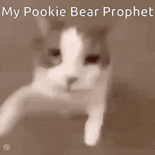 Pookie Bear Prophet Pookie Bear GIF - Pookie Bear Prophet Pookie Bear Cat Kiss GIFs