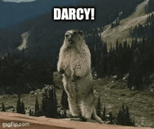 Darcy Shout GIF - Darcy Shout GIFs