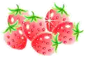 a bunch of strawberries with green stems and leaves on a white background .