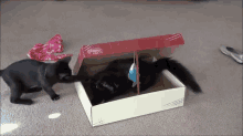 No, Don'T! It'S A Trap! GIF - Cat Box Trap GIFs