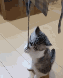 Komaru Cat GIF - Komaru Cat Small GIFs