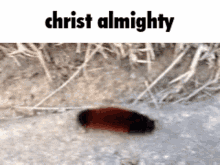 Christ Almighty Squiggle GIF - Christ Almighty Squiggle Woolly Bear GIFs