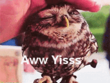yes aw hiss owl satisfied