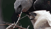 Feeding Baby Eagle Eagles Have To Eat Too GIF - Feeding Baby Eagle Eagles Have To Eat Too Hungry GIFs