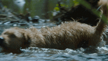 Dog Swimming Arthur The King GIF - Dog Swimming Arthur The King Swimming Through River GIFs