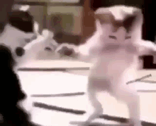 Cats Cutie GIF - Cats Cutie Dancing GIFs