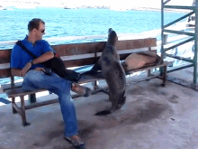 Sea Lion Bullies Tourist GIF - Bully Seal Tourist GIFs