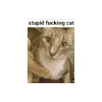 Minmin Stupid Cat Sticker